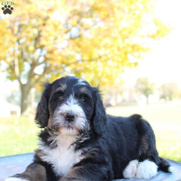 Milo, Bernedoodle Puppy