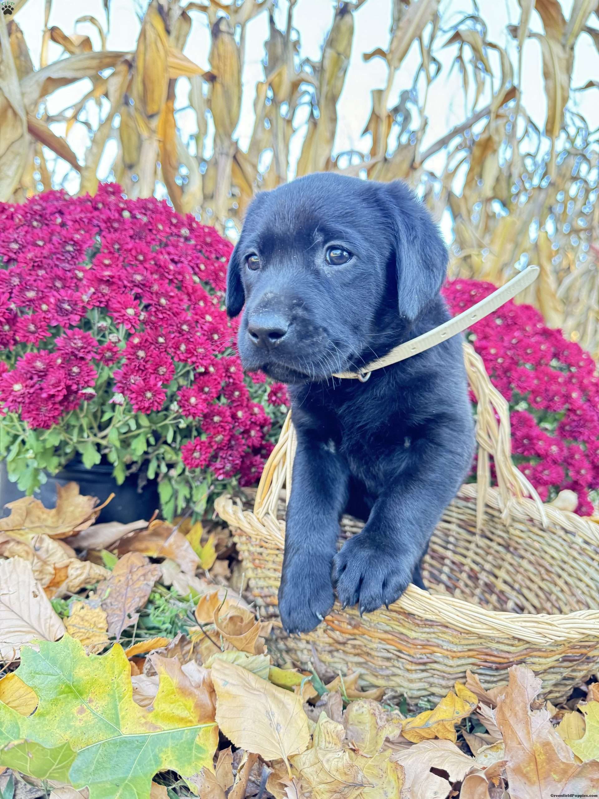 Tank Black Labrador Retriever Puppy For Sale in Pennsylvania