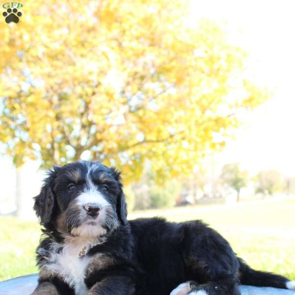 Monroe, Bernedoodle Puppy