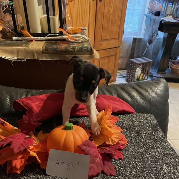 Angel, Toy Fox Terrier Puppy