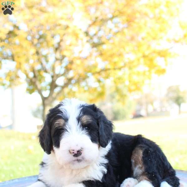 Max, Bernedoodle Puppy