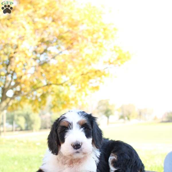 Macy, Bernedoodle Puppy