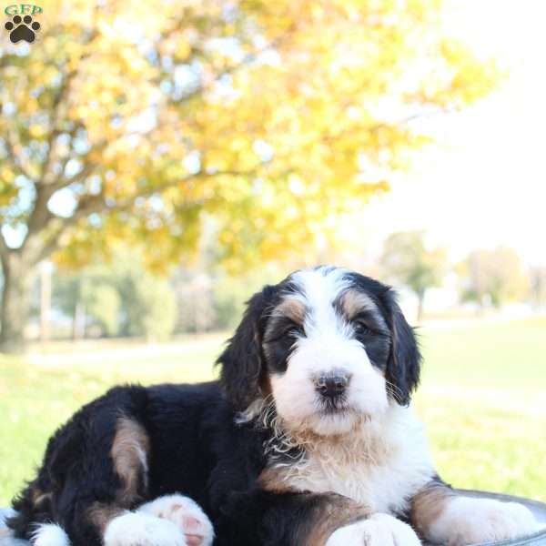 Mia, Bernedoodle Puppy