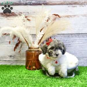 Patrick, Havanese Puppy