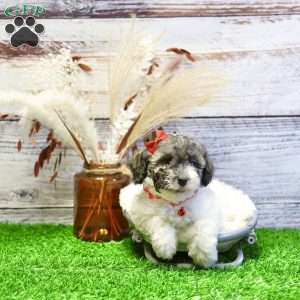 Patrick, Havanese Puppy