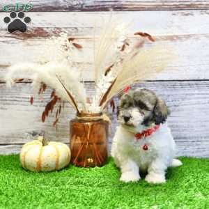 Patrick, Havanese Puppy