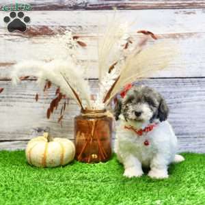 Patrick, Havanese Puppy