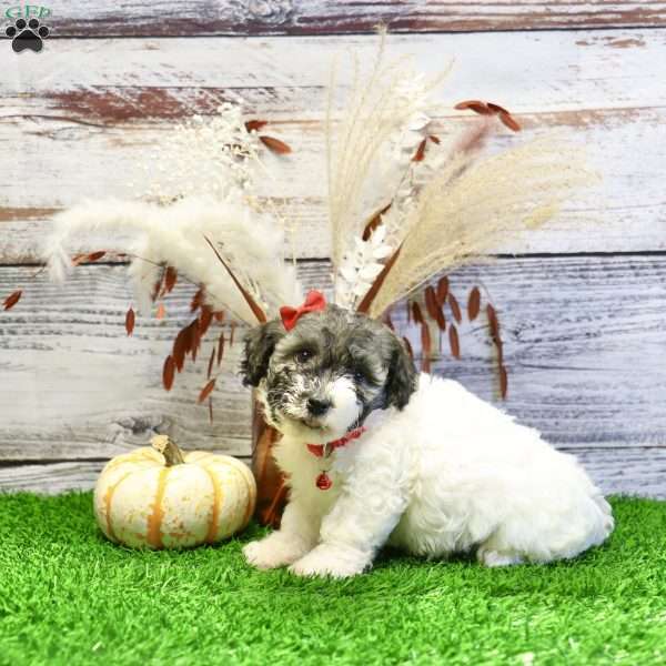 Patrick, Havanese Puppy