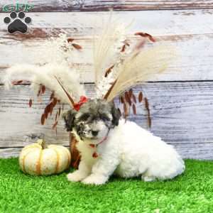 Patrick, Havanese Puppy