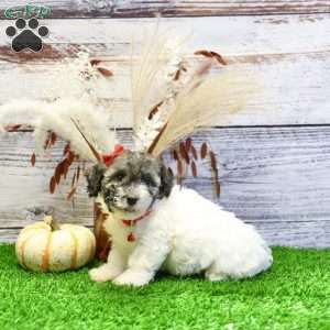 Patrick, Havanese Puppy