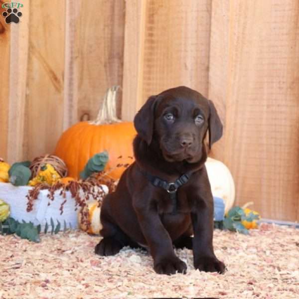 S’mores, Chocolate Labrador Retriever Puppy