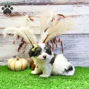 Parker, Havanese Puppy