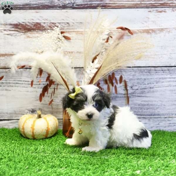 Parker, Havanese Puppy