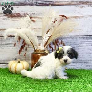 Parker, Havanese Puppy