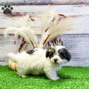 Parker, Havanese Puppy