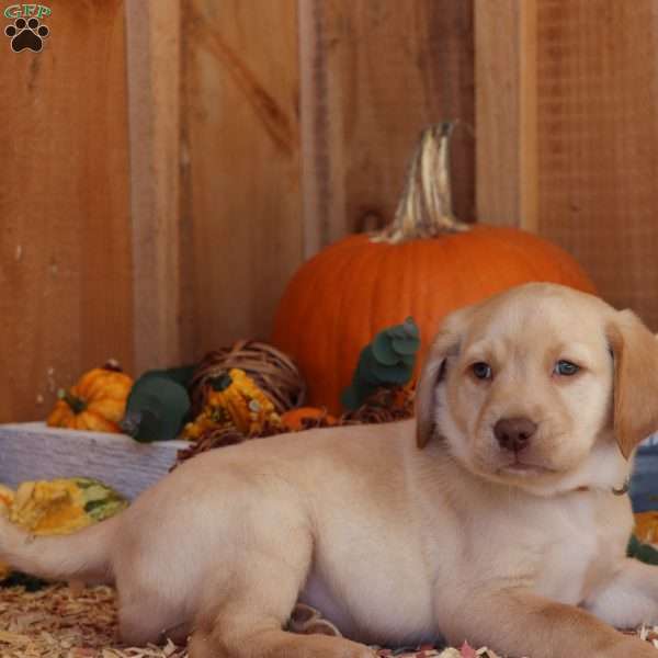 Leo, Yellow Labrador Retriever Puppy