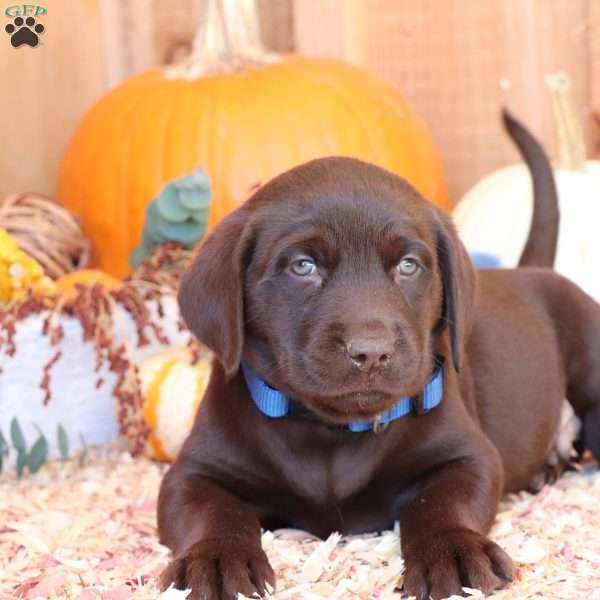 Cooper, Chocolate Labrador Retriever Puppy