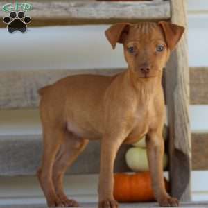 Roscoe, Miniature Pinscher Puppy