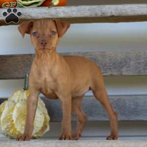 Roscoe, Miniature Pinscher Puppy