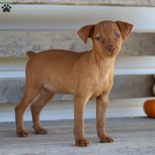 Roscoe, Miniature Pinscher Puppy