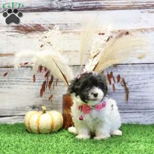 Peyton, Havanese Puppy