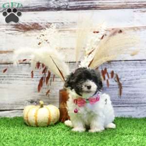 Peyton, Havanese Puppy