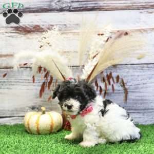 Peyton, Havanese Puppy