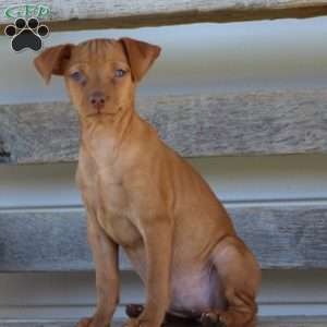 Roscoe, Miniature Pinscher Puppy