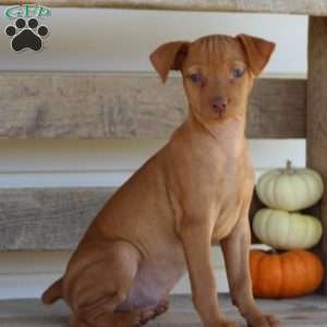 Roscoe, Miniature Pinscher Puppy