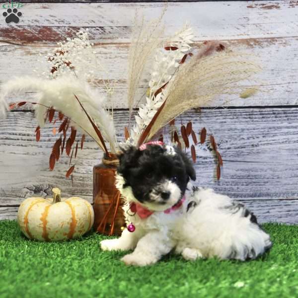 Peyton, Havanese Puppy