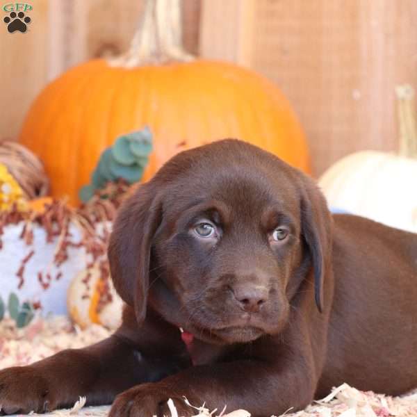 Max, Chocolate Labrador Retriever Puppy