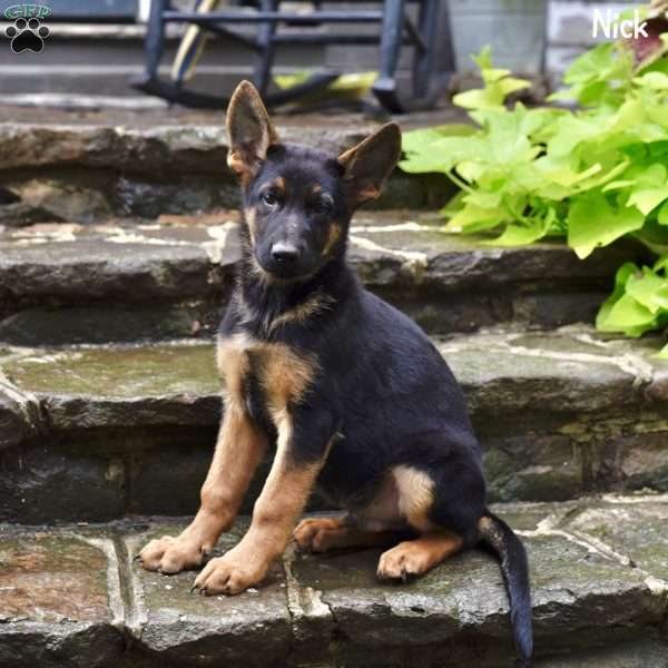 Nick, German Shepherd Puppy