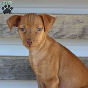 Roscoe, Miniature Pinscher Puppy