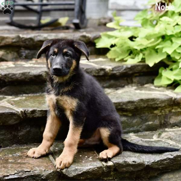 Noble, German Shepherd Puppy