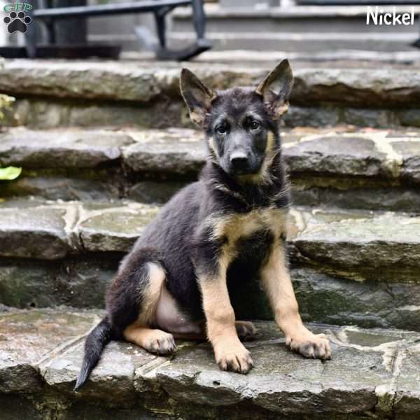 Nickel, German Shepherd Puppy