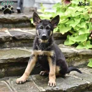 Nickel, German Shepherd Puppy