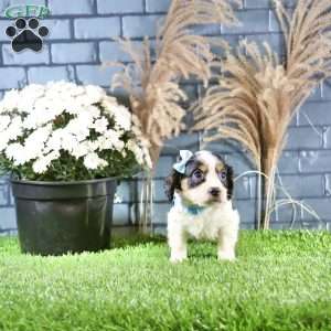 Ricky, Cavachon Puppy