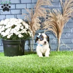 Ricky, Cavachon Puppy