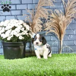 Ricky, Cavachon Puppy