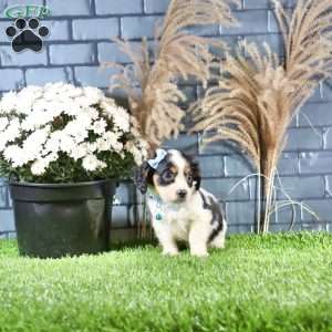 Ricky, Cavachon Puppy