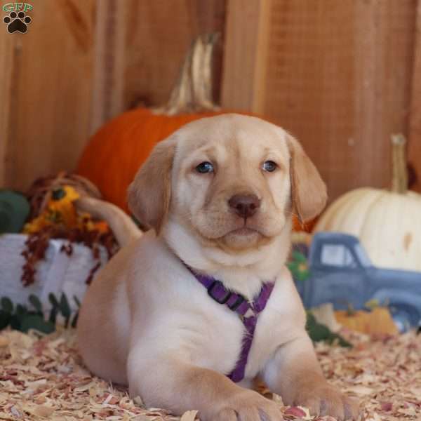 Ginger, Yellow Labrador Retriever Puppy