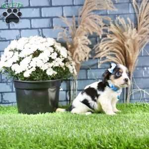 Ricky, Cavachon Puppy