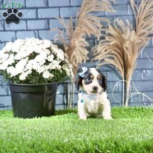 Ricky, Cavachon Puppy