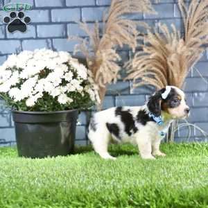 Ricky, Cavachon Puppy