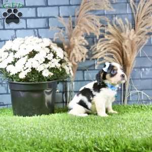 Ricky, Cavachon Puppy