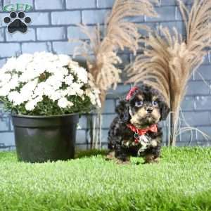 Rylan, Cavachon Puppy