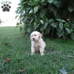 Tucker, Golden Retriever Puppy