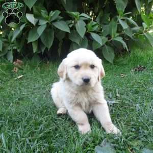 Tucker, Golden Retriever Puppy