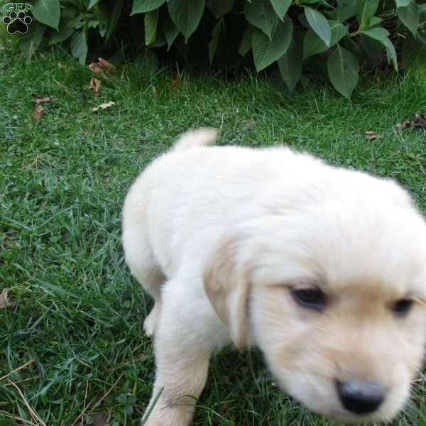 Tucker, Golden Retriever Puppy