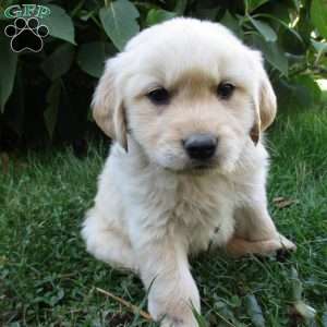 Tucker, Golden Retriever Puppy